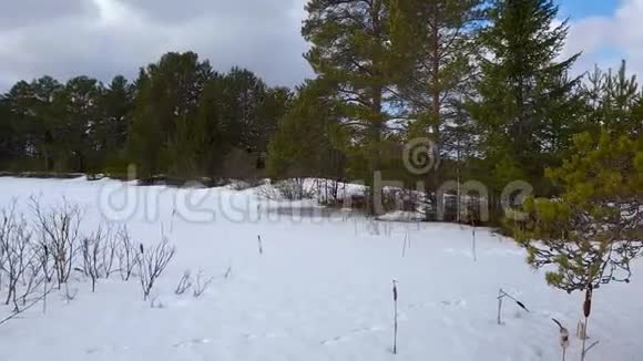松林的冬天全景在明亮的阳光下在树冠下视频的预览图