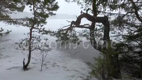 森林湖边的松树暴风雪冬季天气寒冷多云视频的预览图
