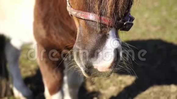 小马鼻子特写在牧场上拍摄视频的预览图