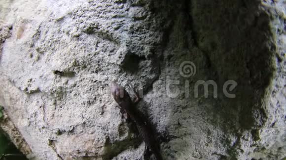 蜥蜴在石头上奔跑视频的预览图