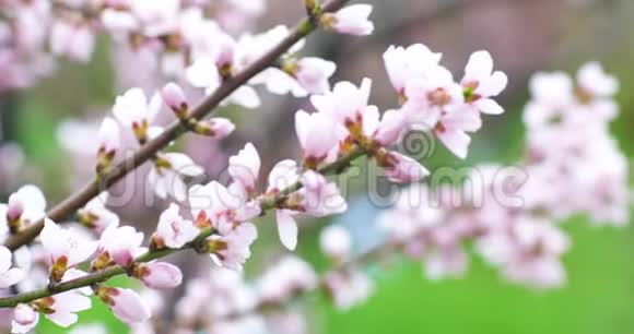 朵朵桃花树枝春天的桃园4k视频的预览图