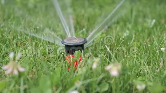 自动灌溉系统草坪喷淋喷淋机在行动中浇灌草和植物视频的预览图