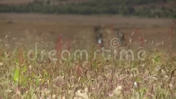 田野里的野鸽子和绿草视频的预览图