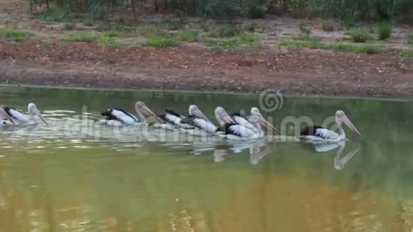澳大利亚水鸟群在新南威尔士州尼根地区小镇博根河游泳视频的预览图