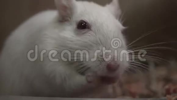 老鼠老鼠老鼠视频的预览图