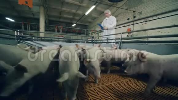 男农正在养猪场看猪视频的预览图