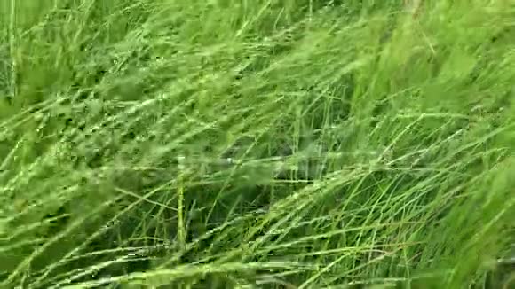 绿草如茵长叶草随风摇曳大自然的野性紧紧地视频的预览图