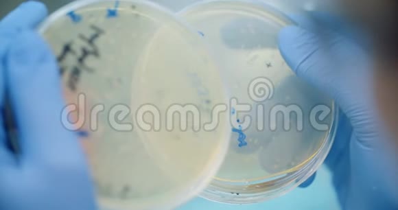 科学家在实验室研究培养皿中的细菌视频的预览图
