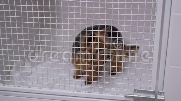 兽医诊所笼子里一只生病的狗的特写视频的预览图