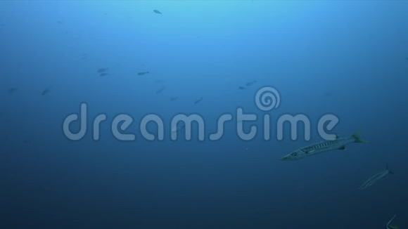蓝水中的黑鳍鲨视频的预览图