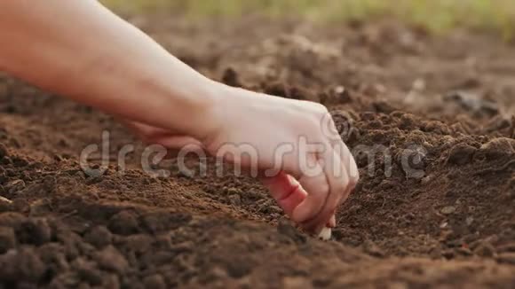 有机菜园种植白种洋葱视频的预览图