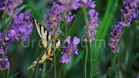 一朵花上美丽的蝴蝶夏日田野慢镜头视频的预览图