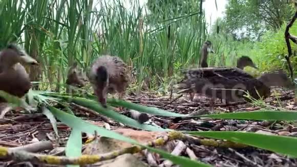有趣的小可爱的小鸭子在芦苇丛之间奔跑在池塘附近吃面包低角度视频的预览图