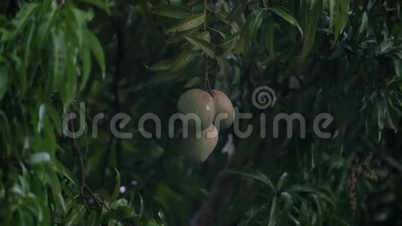 热带雨期间树上的芒果果实塞舌尔马河岛视频的预览图