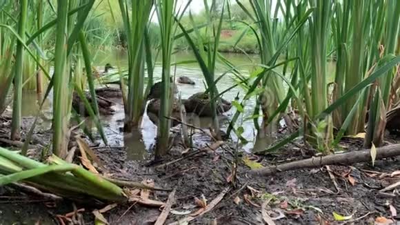 有趣的小可爱的小鸭子在芦苇丛之间奔跑在池塘附近吃面包低角度视频的预览图