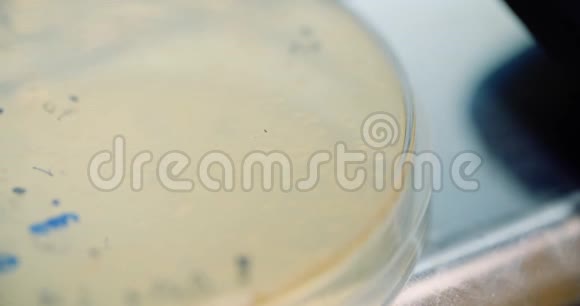 科学家在实验室研究培养皿中的细菌视频的预览图