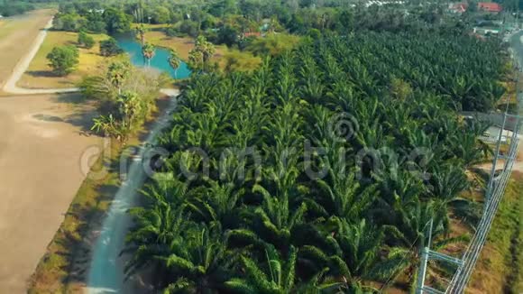 俯瞰普吉岛棕榈种植园的航班视频的预览图