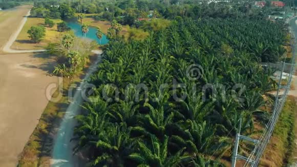 俯瞰普吉岛棕榈种植园的航班视频的预览图