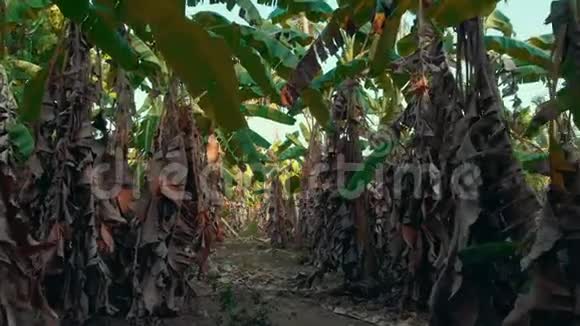 泰国普吉岛香蕉种植园视频的预览图