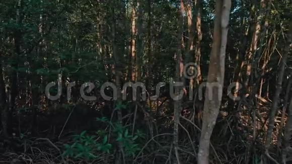 泰国普吉岛干旱第三季红树林视频的预览图