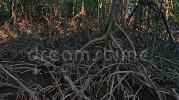干旱季节的红树林视频的预览图