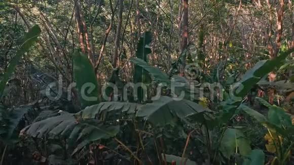 泰国普吉岛热带丛林2视频的预览图