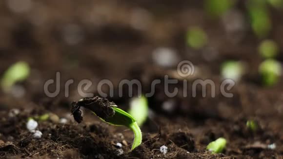 温室农业植物生长发芽的时间推移视频的预览图