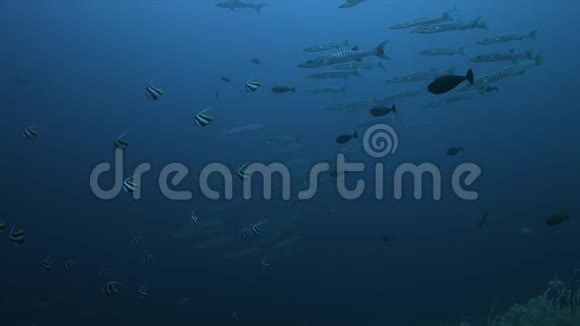 菲律宾珊瑚礁上的黑鳍Barracudas4k视频的预览图