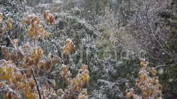 城市里的第一场雪在树顶上晚秋的绿色和黄色的叶子视频的预览图
