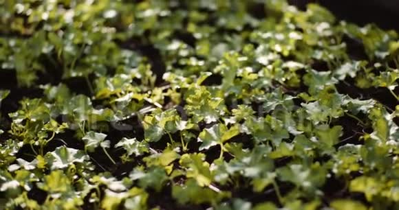 温室农业中的天竺葵插条视频的预览图