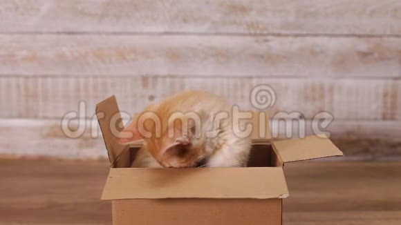 可爱的小猫咀嚼纸板箱视频的预览图