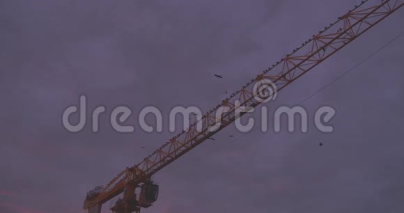 在夕阳的金光中乌鸦飞过建筑工地的起重机视频的预览图