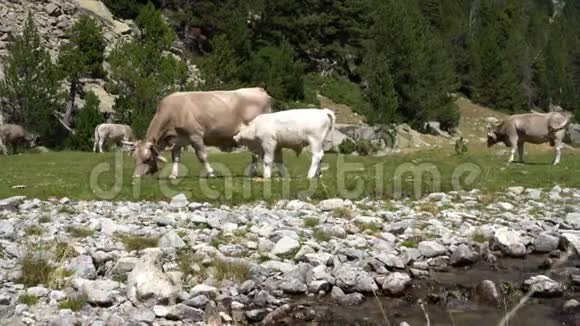 小牛在山里的草地上喝牛奶视频的预览图