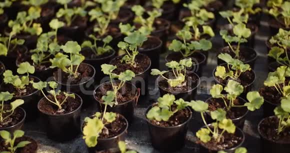温室内的花卉和蔬菜苗视频的预览图