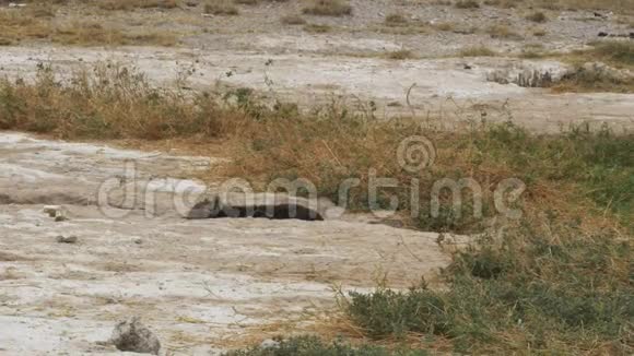 在安博塞利一只小鬣狗正从它的巢穴中视频的预览图