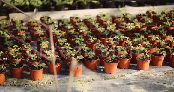 温室内的花卉和蔬菜苗视频的预览图