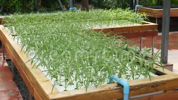 长方形木箱配备灌溉系统青苗绿植生长健康生态的概念视频的预览图