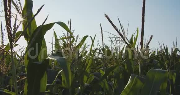 阳光明媚的日子从玉米地里射出的一束光线视频的预览图