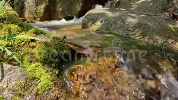 一条山溪流过大石头从水流中流出泡沫视频的预览图