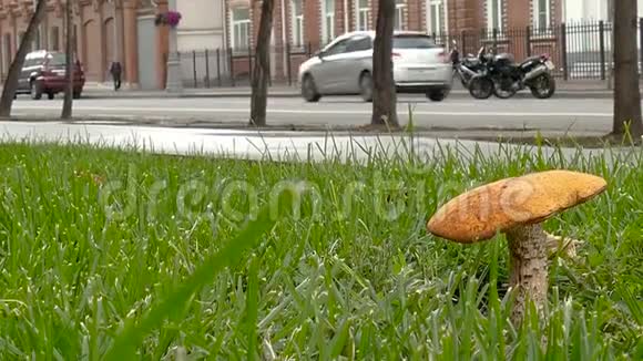 街上的森林蘑菇视频的预览图