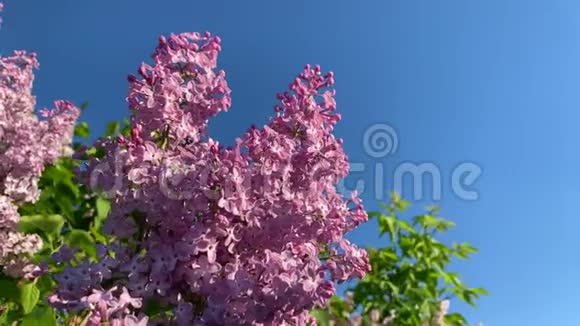 粉红色的丁香花在树枝上绿叶随风在蓝天上移动视频的预览图