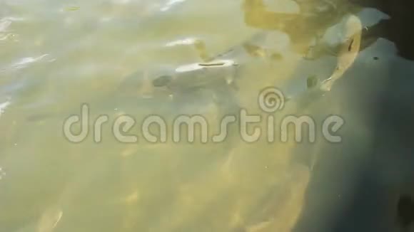 塔斯马尼亚水产养殖池中的虹鳟视频的预览图