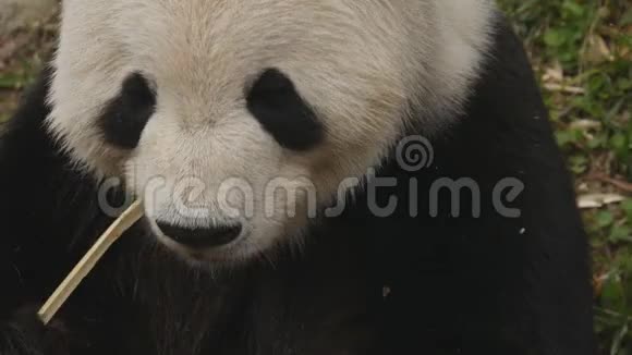 一只大熊猫的高角度特写视频的预览图