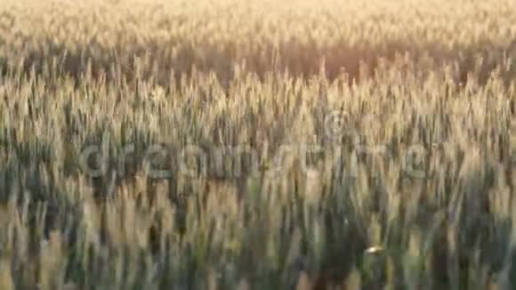 在阳光明媚的背景下绿色的小麦穗在微风中摇摆视频的预览图