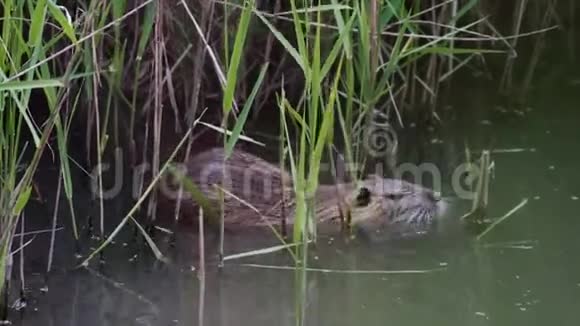 夏天海狸在河里游泳视频的预览图