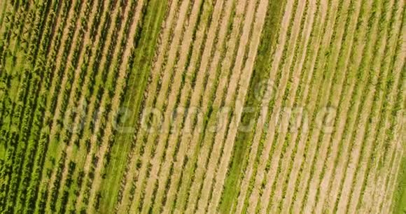 葡萄园葡萄酒生产的农业鸟瞰图视频的预览图