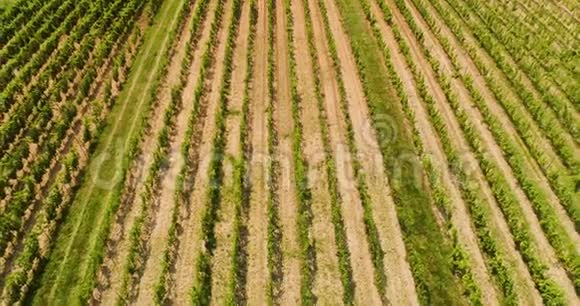 葡萄园生产的农业鸟瞰图视频的预览图