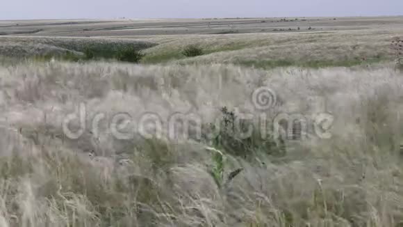 春天高大的草原草在大风中摇曳视频的预览图