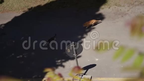 两只猫塔比和红色走在皮恩扎的柏油马路上视频的预览图
