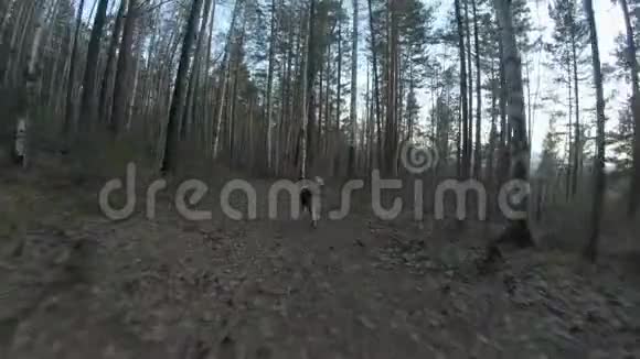 狗沿着森林小径奔跑背面视频的预览图
